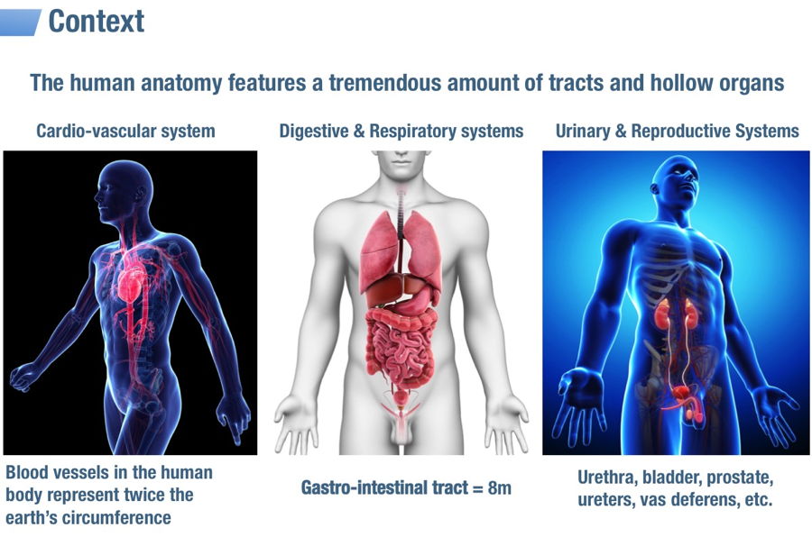The human anatomy features a tremendous amount of tracts and hollow organs. Cardio-vascular, Digestive, respiratory, urinary and reproductive systems